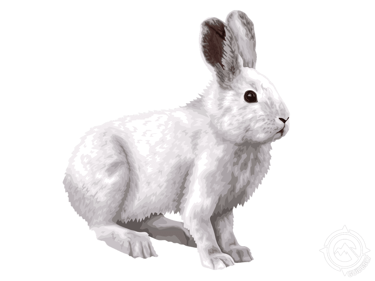 Snowshoe Hare